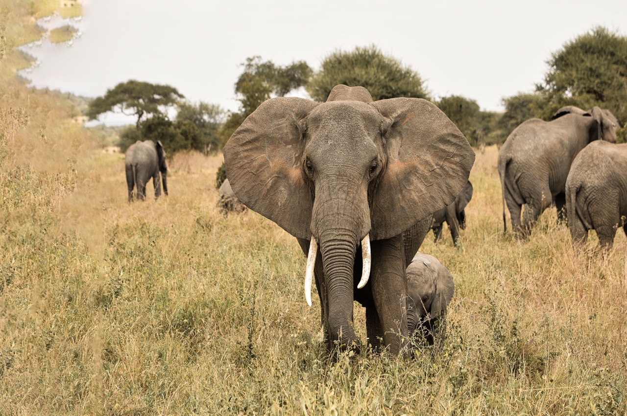 2 Days Tarangire & Ngorongoro Crater Safari from Arusha