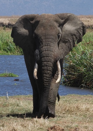 Africa Explore Tours and Safaris